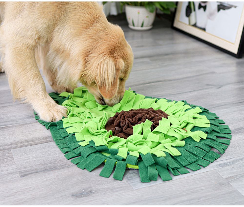 Beneficios de los juegos interactivos para la salud de tu perro