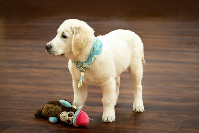 golden retriever, dog, puppy-7006400.jpg